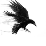 The crow crowd