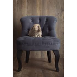 Rabbit in a chair