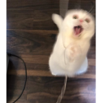 Nani the min