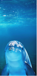 Sea animal fan group!