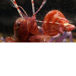 The Official Shrimps