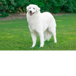 Kuvasz Studios