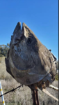 Eastern Fish Cartel