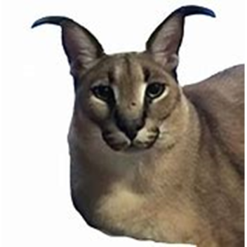 Floppa City (Support me Please)