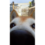Yua’s Shiba Inu’s