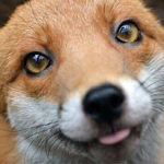 Fox Fans!!!!