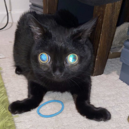Jinx The Cat Roblox decal