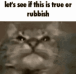 cat saying lets see if this is true or rubbish gif
