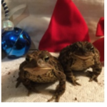 TwistyToad Fan club!