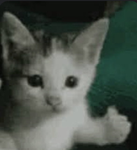 Adorablekittygroup