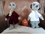 Meerkat Warriors