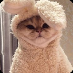 Meow..!