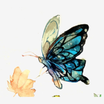 {sunshine butterfly}