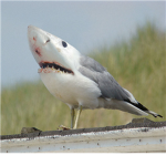 Shark Tribe