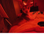 Stinky Ratz
