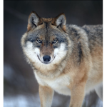US Grey Wolves