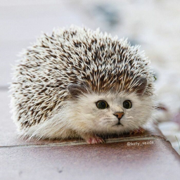 hedgedog obby