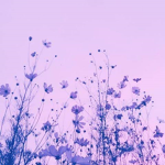 Aesthetic CIothing.