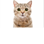 Sweet kittys meow