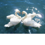 Angelic Swans