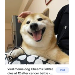 R.I.P cheems :(