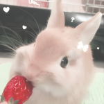 cloudi bunni