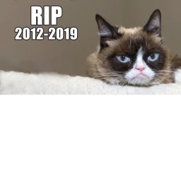 grumpy cat R.I.P icon