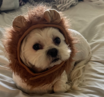 bearbear210