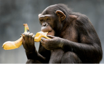 Monkeyfangroup