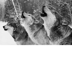 TheWolfCrew