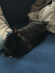 A rabbit home