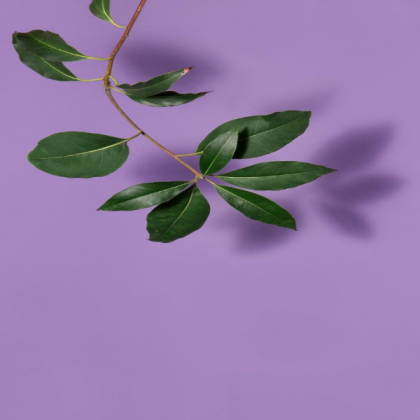 purple stem Roblox decal