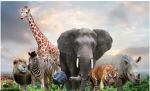 All the animals!!!!