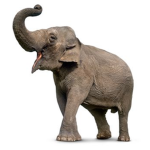 Elephant Thugs
