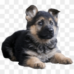 Sad_doggy