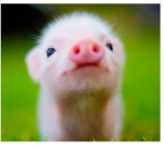 Maia loves pigs