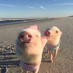 #Pig Aesthetics