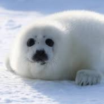 The seal crew