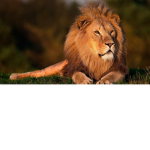 Petra's Animal Kingdom