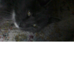 halo and cat empire