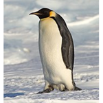 Penguin army join for good luck