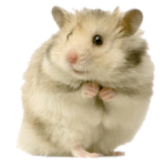 cute hamster group