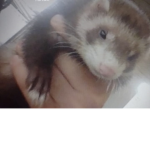 Lia the ferret army
