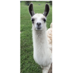 Alpaca Clan!