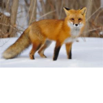 Foxes Of Robloxia!