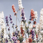 ~Elle’s flwrgarden~