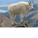 Buff goats
