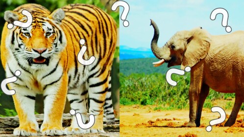 🦒Animals Quiz!