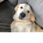 My dog rules