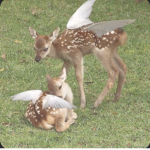 cutiés